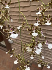 Oncidium leucochilum