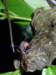 Okiscarta uchidae