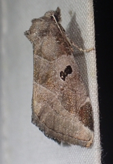 Plagiomimicus pityochromus