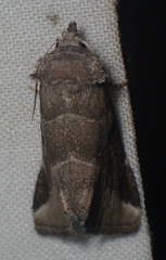 Plagiomimicus pityochromus
