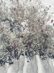 Astragalus magdalenae