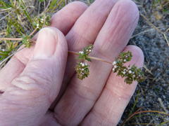 Adenogramma glomerata