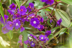 Pleroma heteromallum