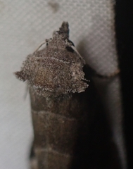 Plagiomimicus pityochromus