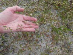 Adenogramma glomerata