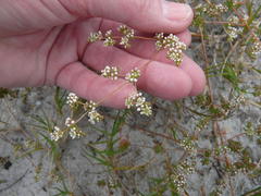 Adenogramma glomerata