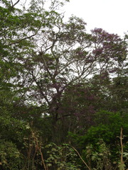 Lonchocarpus guatemalensis