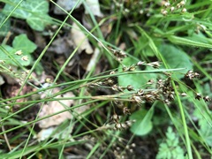 Luzula forsteri