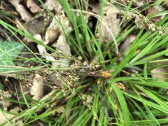 Luzula forsteri