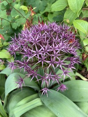 Allium