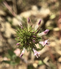 Trifolium obtusiflorum