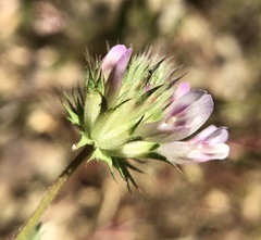 Trifolium obtusiflorum
