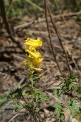 Corydalis speciosa