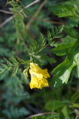 Corydalis speciosa