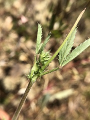 Trifolium obtusiflorum