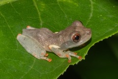 Osteocephalus taurinus