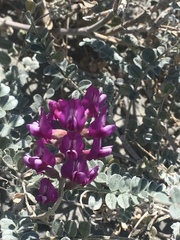 Astragalus magdalenae