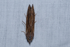 Plusiodonta coelonota