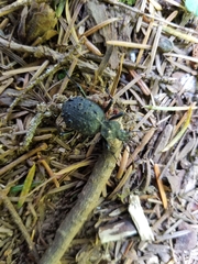 Cychrus tuberculatus