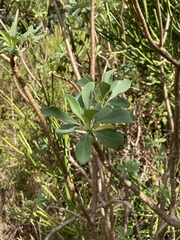 Othonna triplinervia