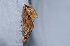 Plusiodonta coelonota