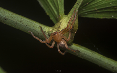 Thelcticopis kirankhalapi