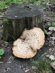 Cerioporus squamosus