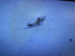 Neocopepoda