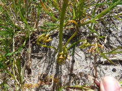 Albuca spiralis