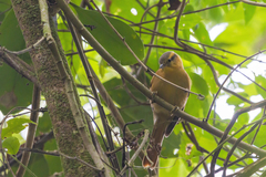 Anabacerthia lichtensteini