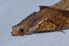 Plusiodonta coelonota