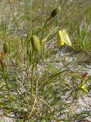Albuca spiralis