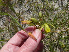 Albuca spiralis
