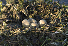 Podiceps major