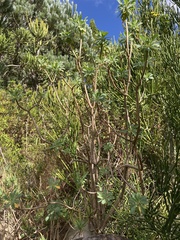 Othonna triplinervia