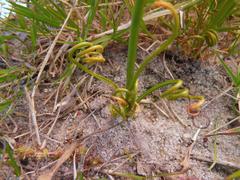 Albuca spiralis