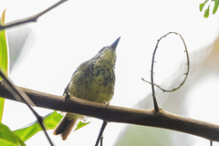 Dysithamnus stictothorax