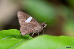 Notocrypta clavata