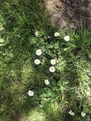 Bellis perennis