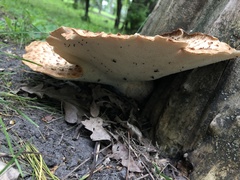 Cerioporus squamosus