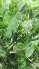Pontederia sagittata