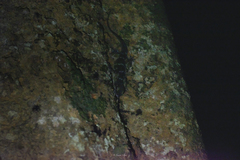 Hemidactylus prashadi