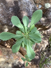 Othonna triplinervia