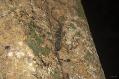 Hemidactylus prashadi