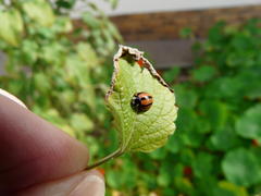 Cheilomenes propinqua