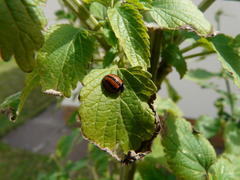 Cheilomenes propinqua