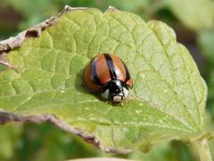 Cheilomenes propinqua