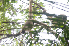 Brachyteles hypoxanthus