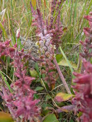 Lachenalia variegata