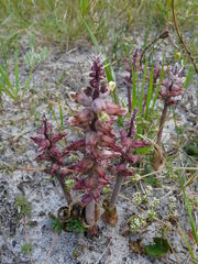 Lachenalia variegata